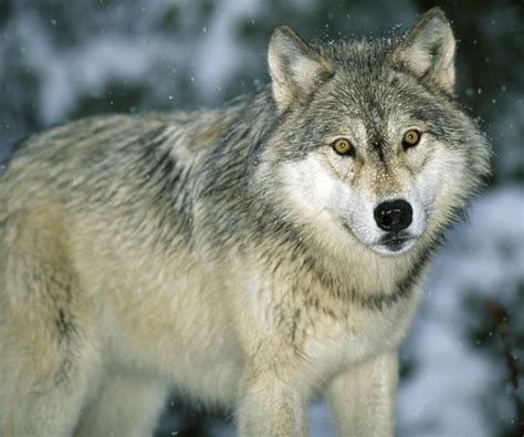 Maybe you would like to learn more about one of these? Adirondack Wolves - A Once-Extinct Species Returning To ...