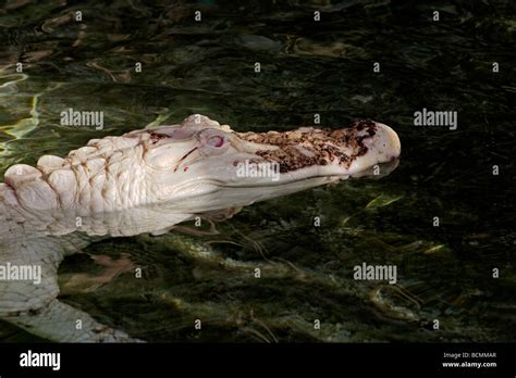 Albino American Alligator Alligator Mississippiensis Stock Photo Alamy
