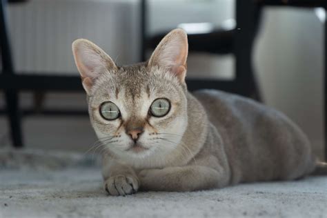 Having big eyes has always been considered an attractive trait when it comes to people; 13 Cat Breeds With Big Eyes