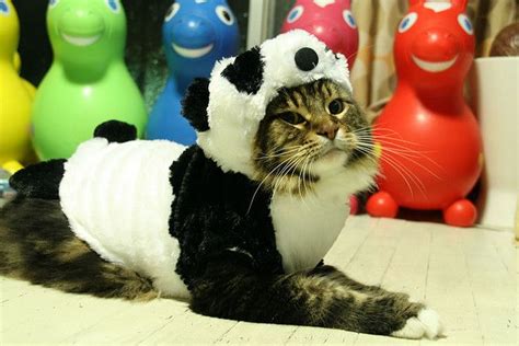 Panda Cat Cat Costumes Pet Costumes Funny Animal Pictures