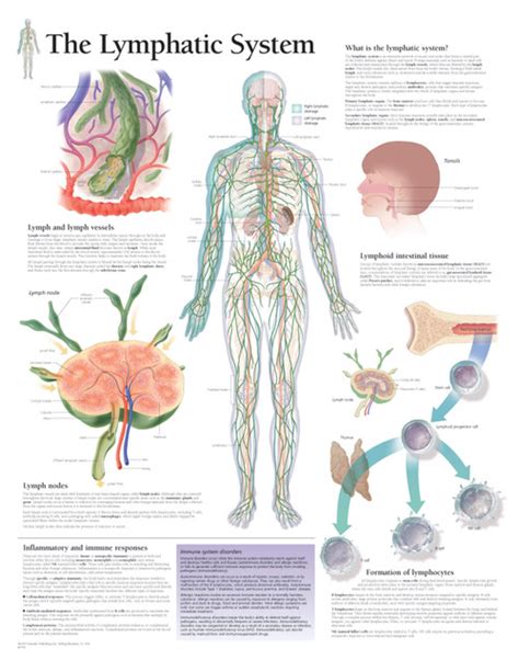 Human Lymphatic System Poster Clinical Charts And Supplies