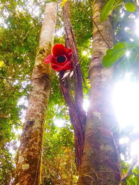 Nama bunga raflesia arnoldi berasal dari. Perbedaan Bunga Rafflesia dan Bunga Bangkai | Garuda Bengkulu