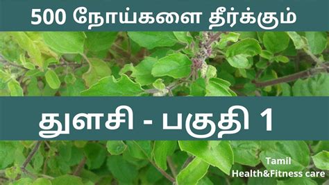 துளசி மருத்துவ பயன்கள் பகுதி 1 Tulsi Uses In Tamil Thulasi
