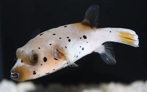 Dog Face Puffer Blackspotted Puffer Info With Care Details And Pictures