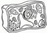 Coloring Plant Cell Animal Popular sketch template