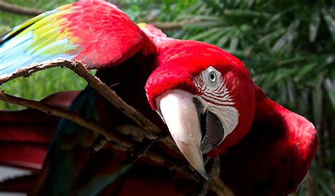 Adopt A Macaw San Francisco Zoo And Gardens