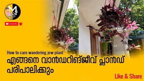 The wandering jew is not a plant that maintains its attractiveness year after year. How to care wandering jew plant - YouTube