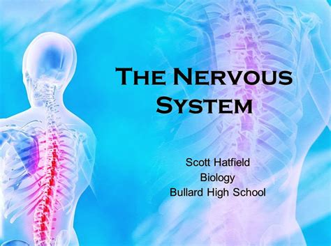 Biology Knights Power Point The Nervous System