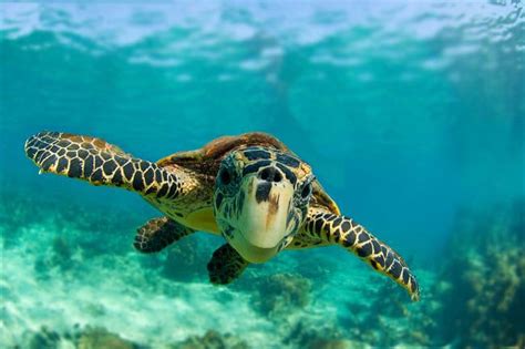 They spend much of their time resting in ledges and caves as they fancy making homes in tropical coral reefs. How to Help One of Nature's Most Noble Creatures - The Hawksbill Sea Turtle