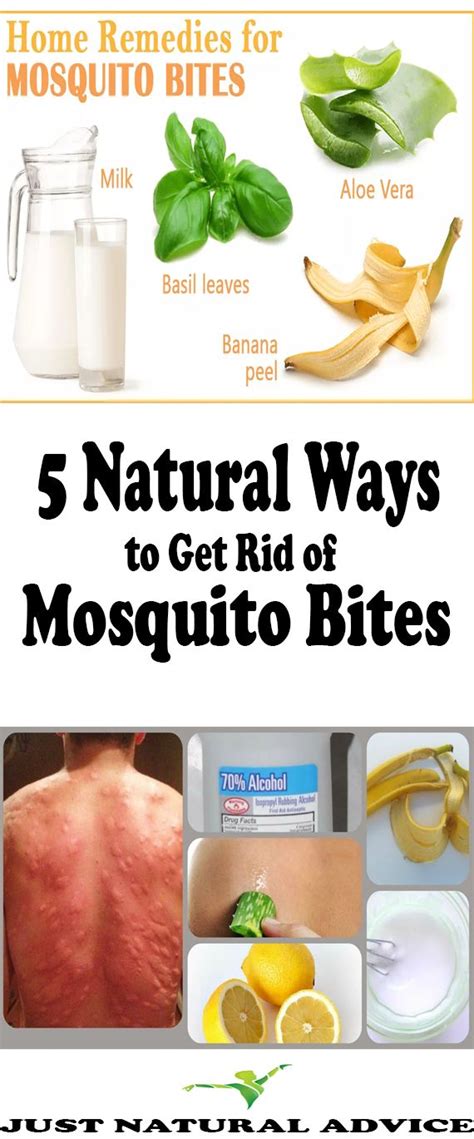 5 Natural Ways To Get Rid Of Mosquito Bites Workout Food Remedies