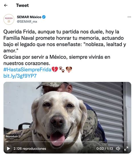 Muere Frida La Perrita Rescatista Mexicana De Los Sismos Del 19s