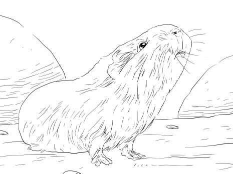 Kleurplaat Cavia En Konijn