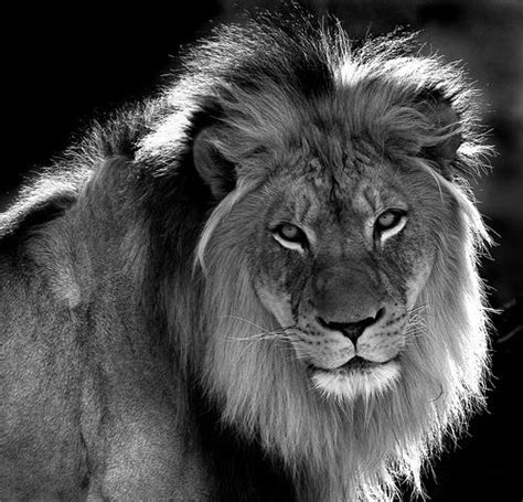 Lion Photography Black And White Lion Lions Photos