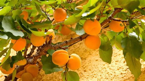 Apricot Tree Care And Grow Tips Stunning Benefits Gardening Tips