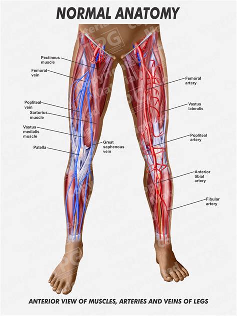 Muscles Arteries And Veins Of Legs Anterior Order
