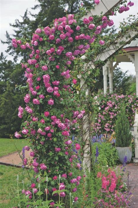Wonderful Ideas For Fabulous Decorations In The Garden With Climbing