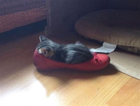 16 Cats Who Mastered The Art Of If It Fits I Sit And Proved