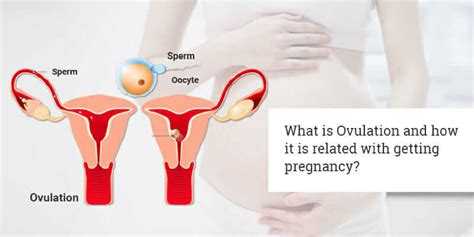 What Is Ovulation And How It Is Related With Getting Pregnancy