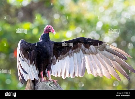 The Turkey Vulture Cathartes Aura Stock Photo Alamy