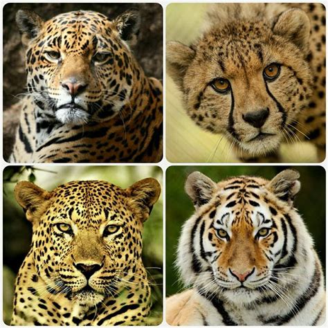 Collection of Imagenes De Jaguar Y Leopardo | El Jaguar Y El Leopardo