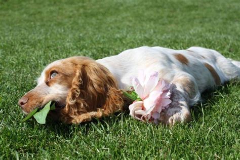 Simply put, eating grass is as much a symptom as vomiting itself is. Some Reasons Behind Why Do Dogs Eat Grass | Dogs, Dog eating