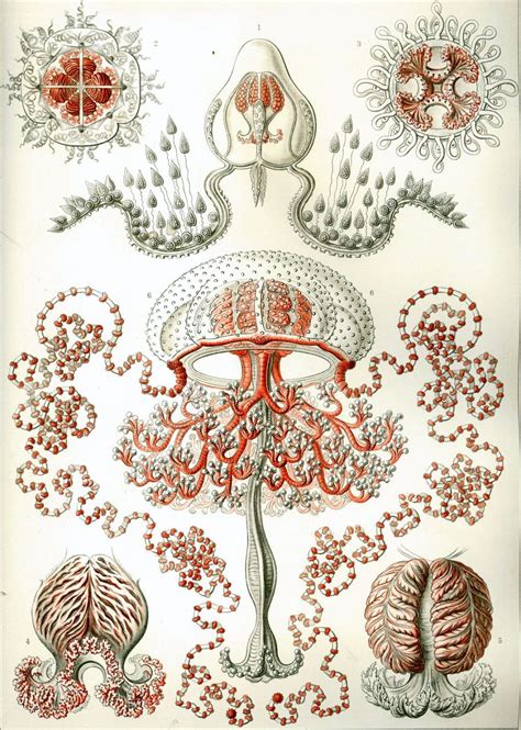19th Century Biological Illustrations That Still Inspire Scientists And