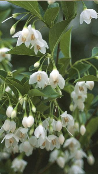 Styrax Japonicus Fragrant Fountain Japanese Snowbell Tree Small