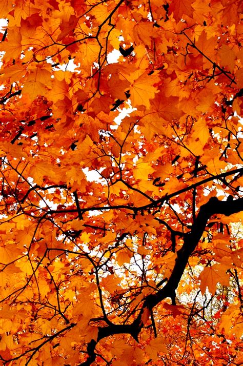A Cherished Moment Enjoying The Beautiful Autumn Leaves ~ Just Breathe
