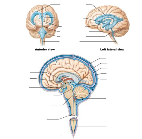 Lesson 10 Choroid Plexus And Ventricles Of Brain Diagram Quizlet