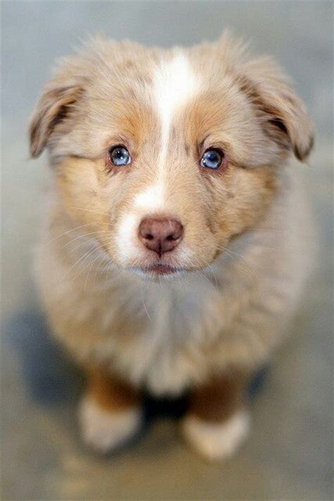 Brown And White Australian Shepherd Puppy Pets Are
