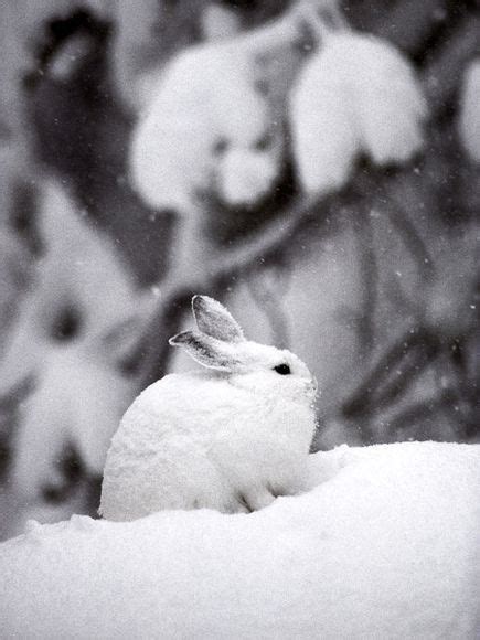 Wondrous White Arctic Animals Snowshoe Hare Winter Animals