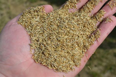 This is the newest place to search, delivering top results from across the web. Choosing seed blends that match your existing lawn.