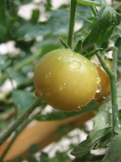 How to propagate tomato plants. Information About Watering Tomato Plants