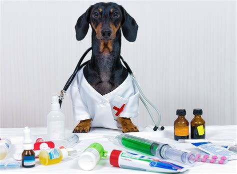 Human Meds Vet Approved A List Of Human Medications Safe For Dogs