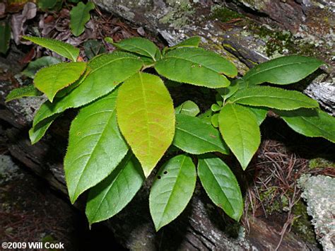 Leaves is how most people pronounce it and that is the officially accepted correct spelling, according to most sources. Sourwood (Oxydendrum arboreum)