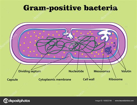 Gram Positive Bacteria Ph