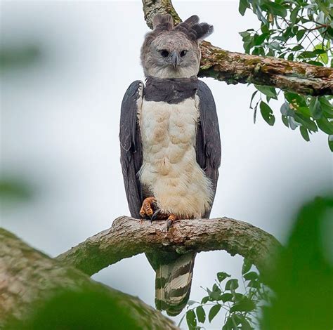Just How Big And Powerful Is The Harpy Eagle Avian Report
