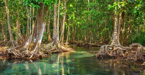 Vam Sat Mangrove Forest Private Tour Da Ho Chi Minh City Getyourguide