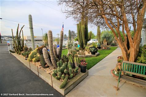 The cactus usually reaches from around five to eleven feet tall like many plants of the world, this cactus has numerous uses. Field trip to Poot's Cactus Nursery (part 1)