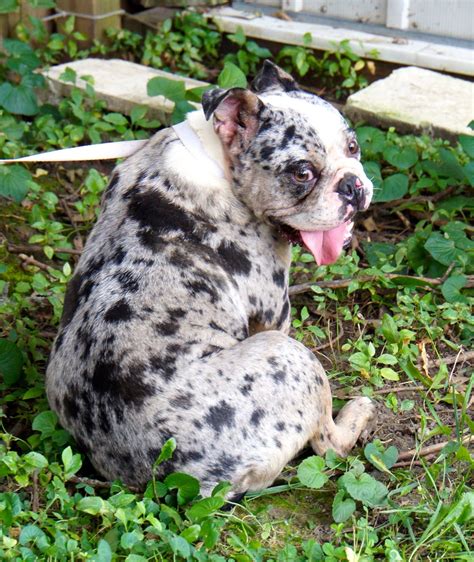 Beautiful chunky english bulldog pups for sale ! merle tri english bulldog | Bulldog, English bulldog, Dogs ...