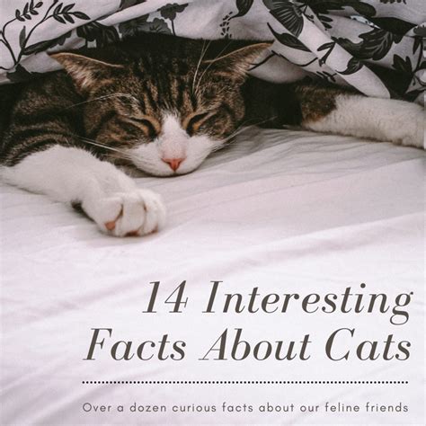 14 Cool And Interesting Facts About Cats That You May Not Know About