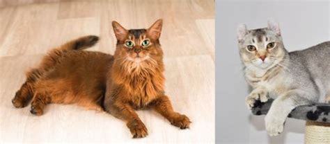 Somali Vs Jungle Curl Breed Comparison Mycatbreeds