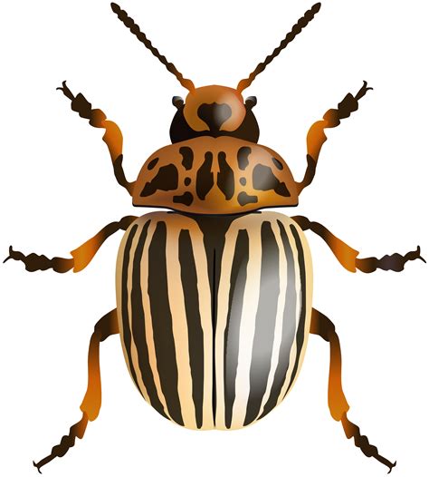 Beetle Clipart Arthropod Beetle Arthropod Transparent Free For