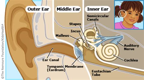 Understanding Pediatric Ear Infections Rainbow Pediatrics