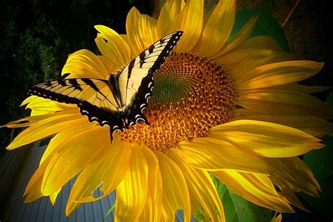 Butterfly On Sunflower Sunflower Photography Sunflower Wallpaper