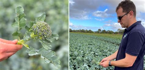 Protectants prevent plant diseases and eradicants cure them. Pest and disease management in focus at SA workshop | AUSVEG