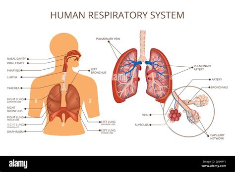 human body organ systems colored composition with human respiratory system descriptions location