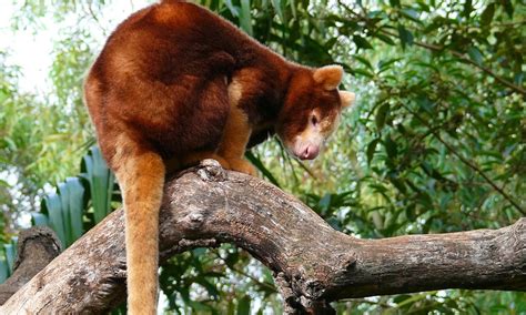 Living Among The Trees Five Animals That Depend On
