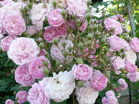 Check spelling or type a new query. Pin on World of Plants