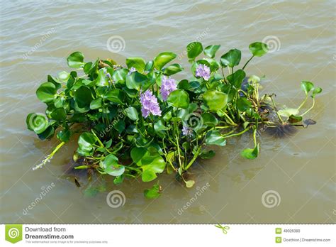 Water Hyacinth Plant Floating On A River Stock Photo
